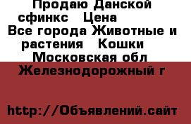  Продаю Данской сфинкс › Цена ­ 2 000 - Все города Животные и растения » Кошки   . Московская обл.,Железнодорожный г.